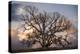 Grand Oak Tree II-Rachel Perry-Premier Image Canvas