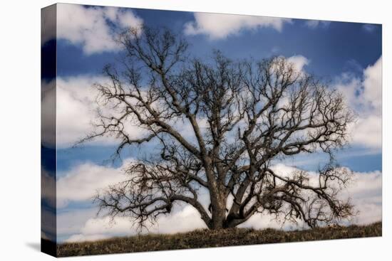 Grand Oak Tree III-Rachel Perry-Premier Image Canvas