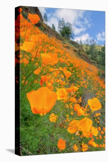 Grand Poppy Landscape Revisited, Merced Canyon-Vincent James-Premier Image Canvas