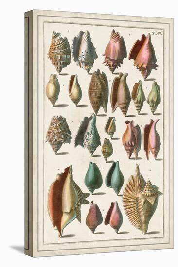 Grand Seba Shells III-Albertus Seba-Stretched Canvas