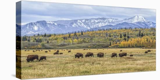 Grand Teton Bison Grazing-Galloimages Online-Premier Image Canvas