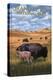 Grand Teton National Park - Buffalo and Calf-Lantern Press-Stretched Canvas