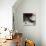 Grandi rossi francesi-Stefano Ferreri-Stretched Canvas displayed on a wall