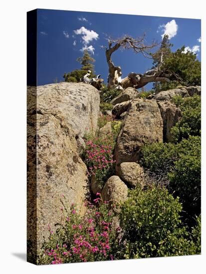 Granite Outcrop-Bob Gibbons-Premier Image Canvas