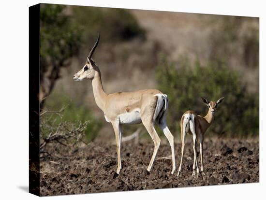 Grant's Gazelle (Gazella Granti) Female and Calf, Samburu National Reserve, Kenya, East Africa-James Hager-Premier Image Canvas