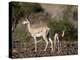 Grant's Gazelle (Gazella Granti) Female and Calf, Samburu National Reserve, Kenya, East Africa-James Hager-Premier Image Canvas