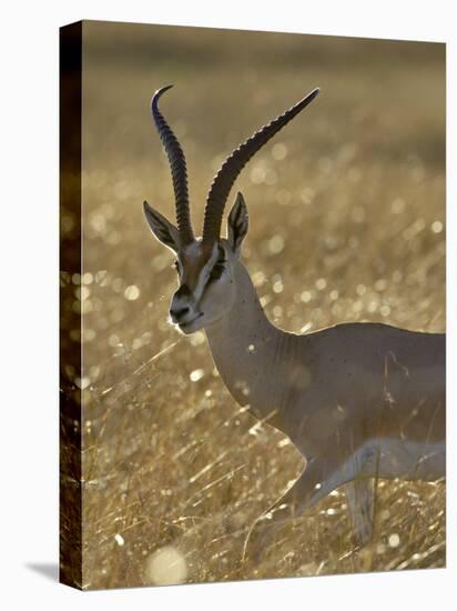 Grant's Gazelle, Masai Mara National Reserve, Kenya, East Africa, Africa-James Hager-Premier Image Canvas