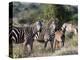 Grant's Zebra (Equus Quagga Boehmi), Lualenyi Game Reserve, Kenya, East Africa, Africa-Sergio Pitamitz-Premier Image Canvas