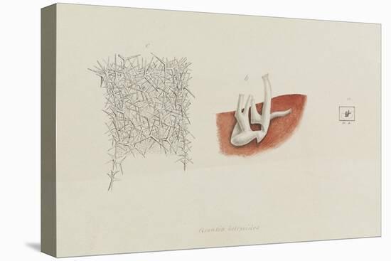 Grantia Botryoides: Sponge-Philip Henry Gosse-Premier Image Canvas