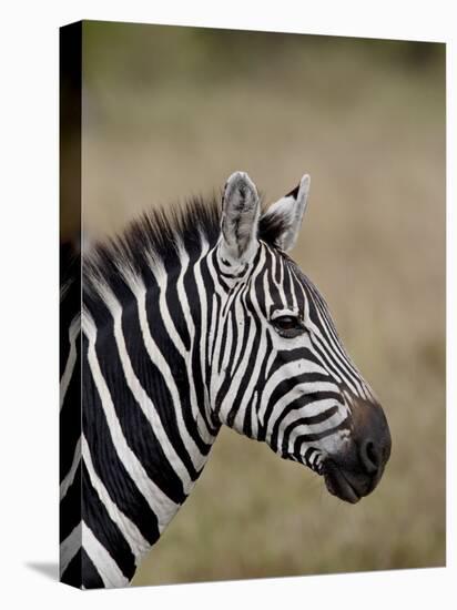 Grants Zebra, Masai Mara National Reserve-James Hager-Premier Image Canvas