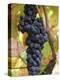 Grape Bunch in Vineyard, Domaine Pech-Redon, Coteaux Du Languedoc La Clape-Per Karlsson-Premier Image Canvas
