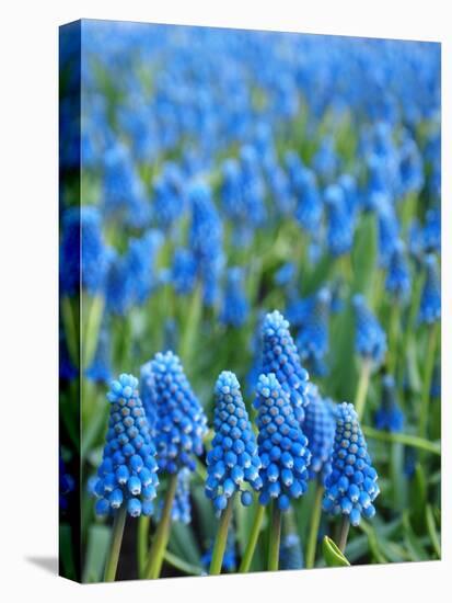 Grape Hyacinth in Bloom-Anna Miller-Premier Image Canvas