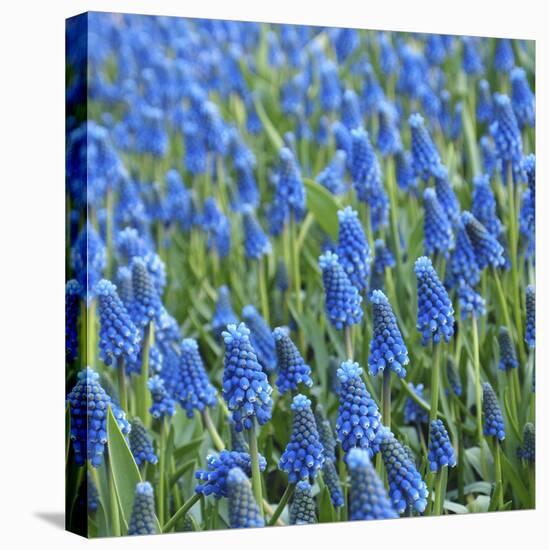 Grape Hyacinth in Bloom-Anna Miller-Premier Image Canvas