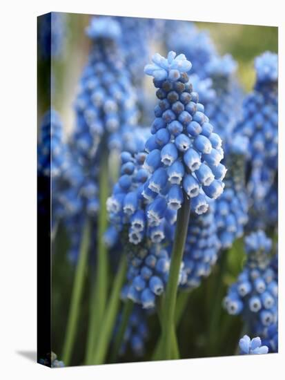 Grape Hyacinth in Bloom-Anna Miller-Premier Image Canvas