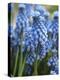 Grape Hyacinth in Bloom-Anna Miller-Premier Image Canvas