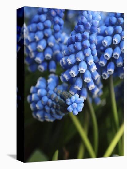 Grape hyacinth in bloom-Anna Miller-Premier Image Canvas