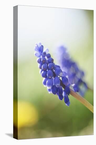 Grape Hyacinth, Muscari Neglectum, Blossoms, Close Up-David & Micha Sheldon-Premier Image Canvas