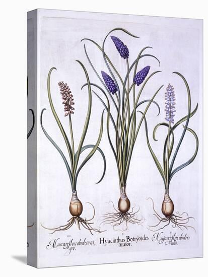 Grape Hyacinths, from 'Hortus Eystettensis', by Basil Besler (1561-1629), Pub. 1613 (Hand Coloured-German School-Premier Image Canvas