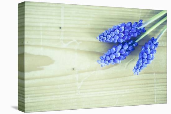 Grape Hyacinths, Muscari on a Wooden Ground-Petra Daisenberger-Premier Image Canvas