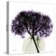 Grape Hydrangea-Albert Koetsier-Stretched Canvas