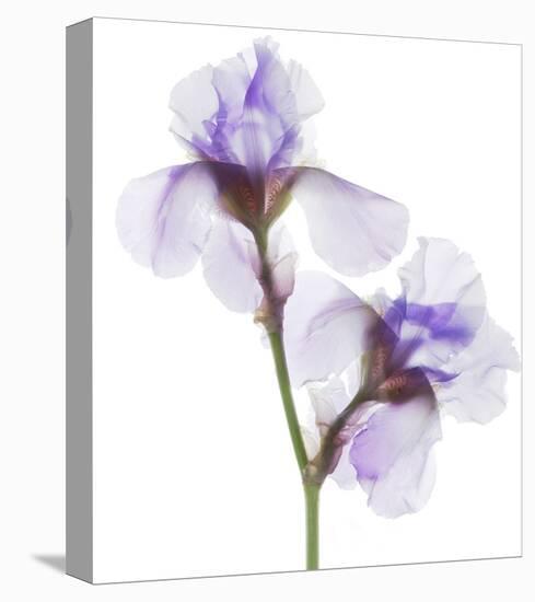 Grape Iris-Judy Stalus-Stretched Canvas