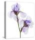 Grape Iris-Judy Stalus-Stretched Canvas