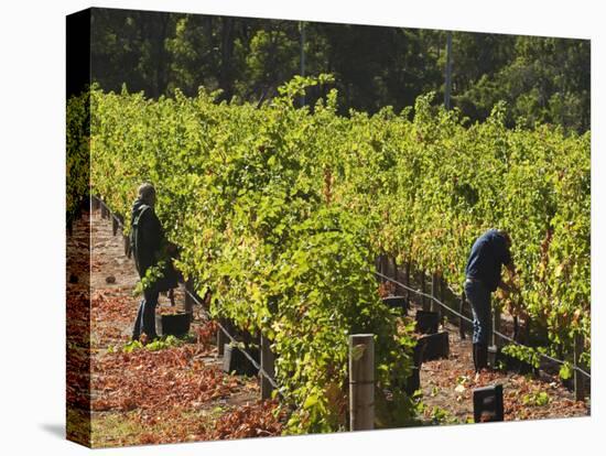 Grape Pickers at a Winery Vineyard in Region of Margaret River, Western Australia-Robert Francis-Premier Image Canvas