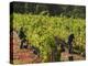 Grape Pickers at a Winery Vineyard in Region of Margaret River, Western Australia-Robert Francis-Premier Image Canvas