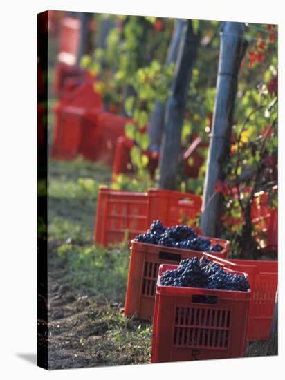 Grape Picking in Renato Ratti Vineyard, Piedmont, Italy-Armin Faber-Premier Image Canvas