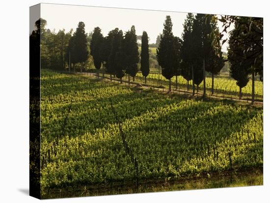 Grape Vines and Cypress Trees in Spring in Tuscany-Herbert Lehmann-Premier Image Canvas