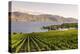 Grape Vines and Okanagan Lake at Quails Gate Winery-Michael DeFreitas-Premier Image Canvas