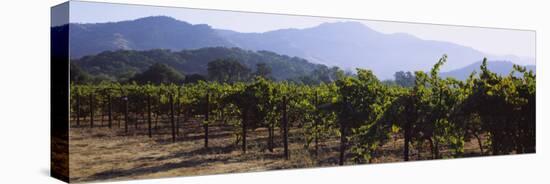 Grape Vines in a Vineyard, Napa Valley, California, USA-null-Premier Image Canvas