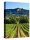 Grape Vines in Northern California Near Mendocino-Michael DeFreitas-Premier Image Canvas
