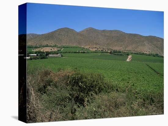 Grape Vines in the Valle De Elqui, Chile, South America-Aaron McCoy-Premier Image Canvas
