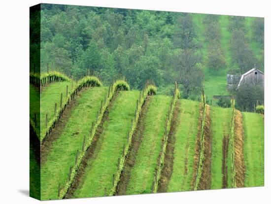 Grape Vineyards, Newberg, Oregon, USA-Chuck Haney-Premier Image Canvas