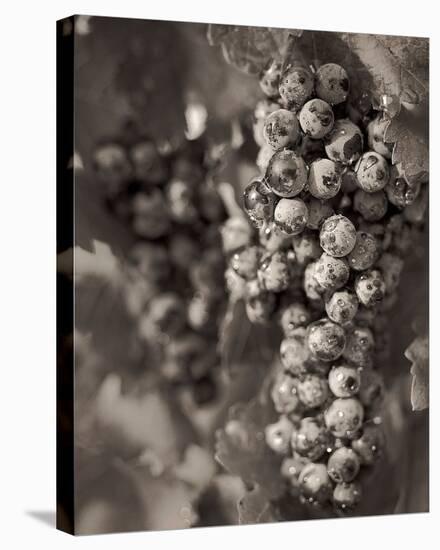 Grapes #24-Alan Blaustein-Stretched Canvas