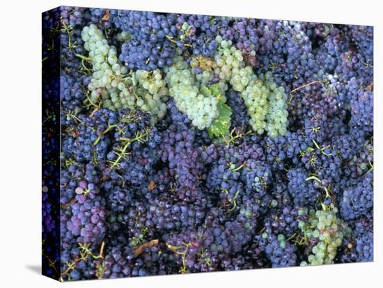 Grapes for Chianti Wine, Chianti, Tuscany, Italy-Bruno Morandi-Premier Image Canvas