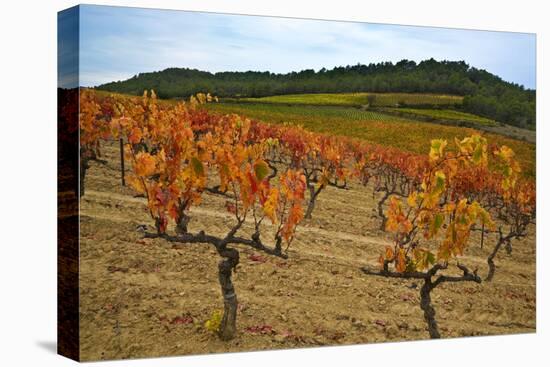 Grapes in a Vineyard Ready for Harvesting, Near Lagrasse, Languedoc-Roussillon, France-null-Premier Image Canvas