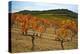 Grapes in a Vineyard Ready for Harvesting, Near Lagrasse, Languedoc-Roussillon, France-null-Premier Image Canvas