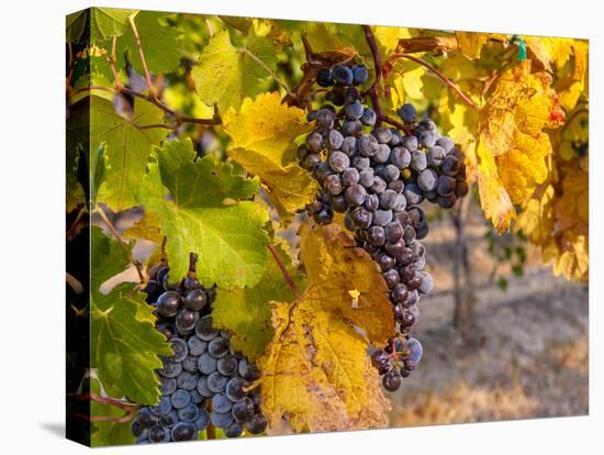 Grapes in Red Mountain Vineyard in Yakima Valley, Washington, USA-Richard Duval-Premier Image Canvas