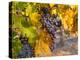 Grapes in Red Mountain Vineyard in Yakima Valley, Washington, USA-Richard Duval-Premier Image Canvas