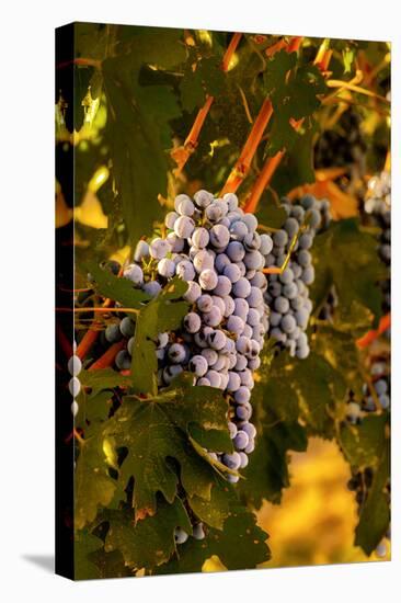 Grapes in Red Mountain Vineyard in Yakima Valley, Washington, USA-Richard Duval-Premier Image Canvas