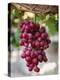 Grapes in San Joaquin Valley, California, United States of America, North America-Yadid Levy-Premier Image Canvas