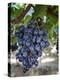 Grapes in San Joaquin Valley, California, United States of America, North America-Yadid Levy-Premier Image Canvas