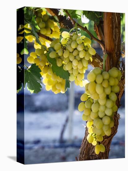 Grapes in San Joaquin Valley, California, United States of America, North America-Yadid Levy-Premier Image Canvas