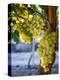 Grapes in San Joaquin Valley, California, United States of America, North America-Yadid Levy-Premier Image Canvas