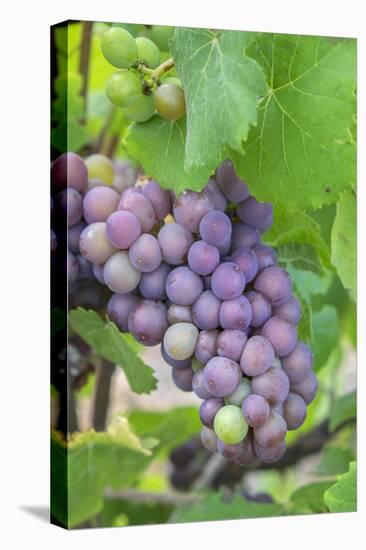 Grapes On Vine, Anyela'S Vineyard, Skaneateles, New York, Usa-Lisa S. Engelbrecht-Premier Image Canvas