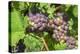 Grapes on vine, Anyela's Vineyard, Skaneateles, New York, USA-Lisa S. Engelbrecht-Premier Image Canvas