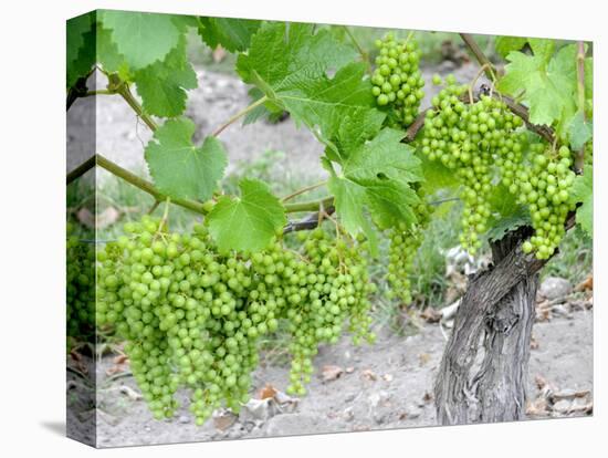 Grapes on Vine in a Vineyard, Bordeaux, France-Nadia Isakova-Premier Image Canvas