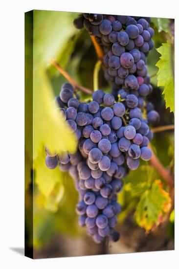 Grapes Ripening in the Sun at a Vineyard in the Alto Douro Region, Portugal, Europe-Alex Treadway-Premier Image Canvas